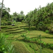 Bali Rice Fields