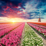 Holland & Belgium Tulip Season Riverside Luxury Cruises All-Inclusive River Cruise with Butler Service