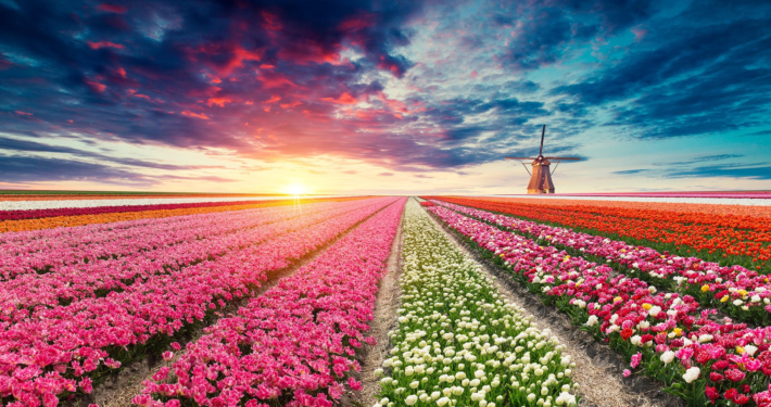 Holland & Belgium Tulip Season Riverside Luxury Cruises All-Inclusive River Cruise with Butler Service