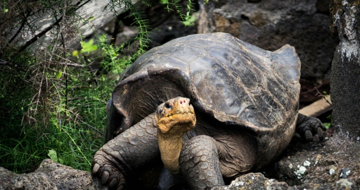 Galapagos Islands - iconic wildlife and sublime scenery expedition