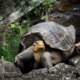 Galapagos Islands - iconic wildlife and sublime scenery expedition