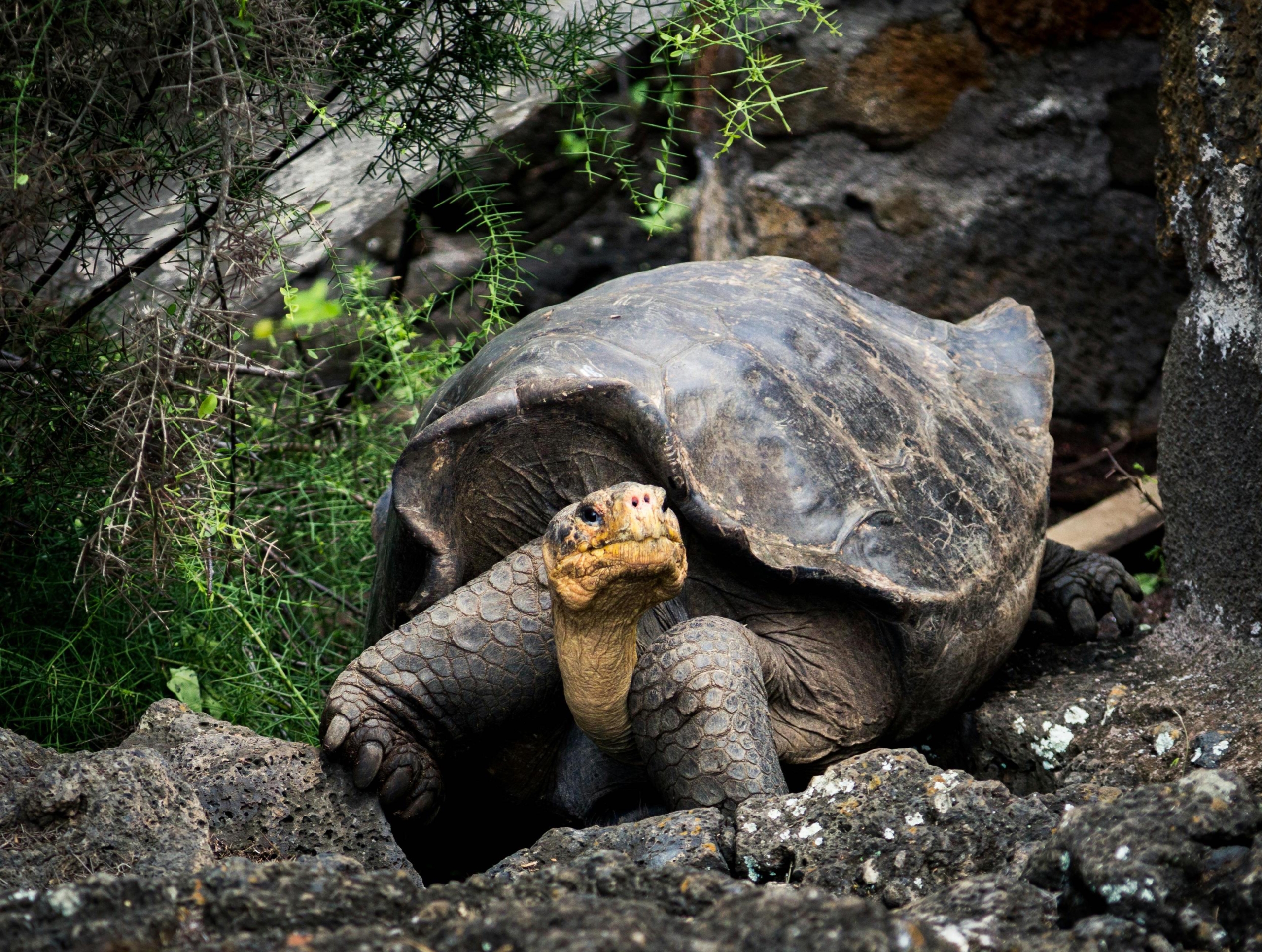 Galapagos Islands - iconic wildlife and sublime scenery expedition