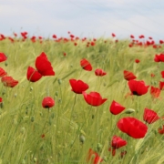 Fromelles and Pozières Battlefield Anniversary 11-Day Tour