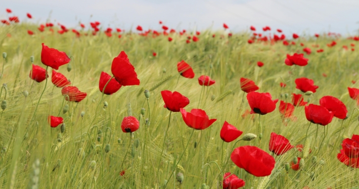 Fromelles and Pozières Battlefield Anniversary 11-Day Tour