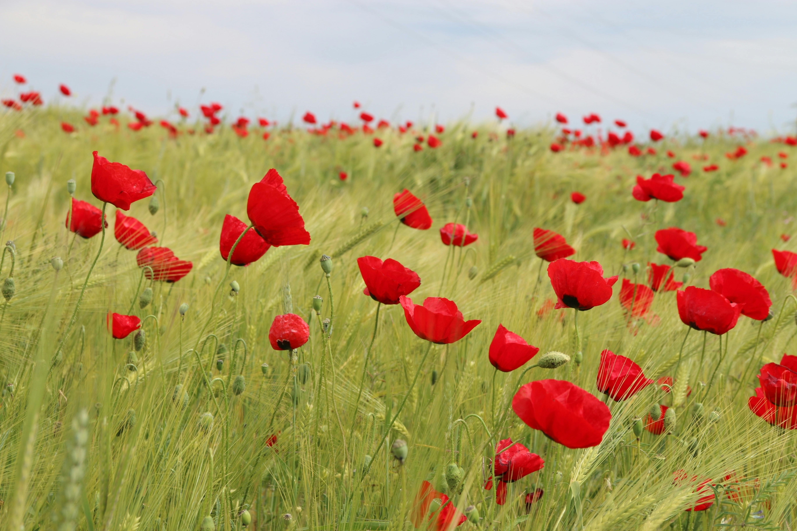 Fromelles and Pozières Battlefield Anniversary 11-Day Tour