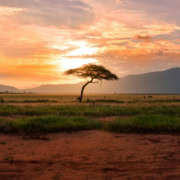 Premium South African All Inclusive Safari With Iconic Blue Train Journey