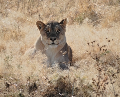Fiona's South African Trip